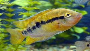 Introduction of Rainbow Cichlid For Fish Lovers