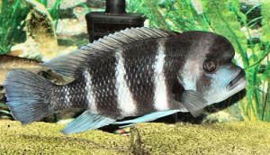 Things You Needs To Know About Frontosa Cichlid